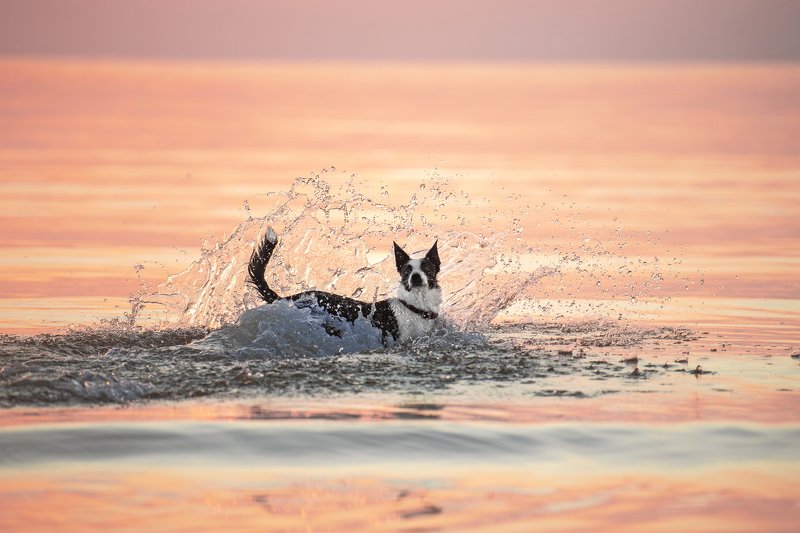 bordercollie, dog, sunset Sohviphoto preview