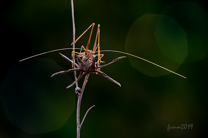 ДА ЧТО УСЫ?!. ГАЛАКТИКИ ЗА МНОЙ!!!photo preview