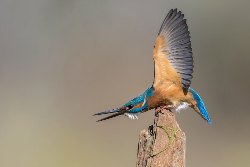 ПётрРогов,фотограф,орнитология,Израиль,фотоохота,canon5dmarkiii,canon600mmf4,birds,ornitology,nature,Israel,дикаяприрода,kingfisher,wildnature,Иерусалим,Jerusalem,wildnaturephotography,обыкновенныйзимородок,зимородок Зимородок обыкновенный photo preview