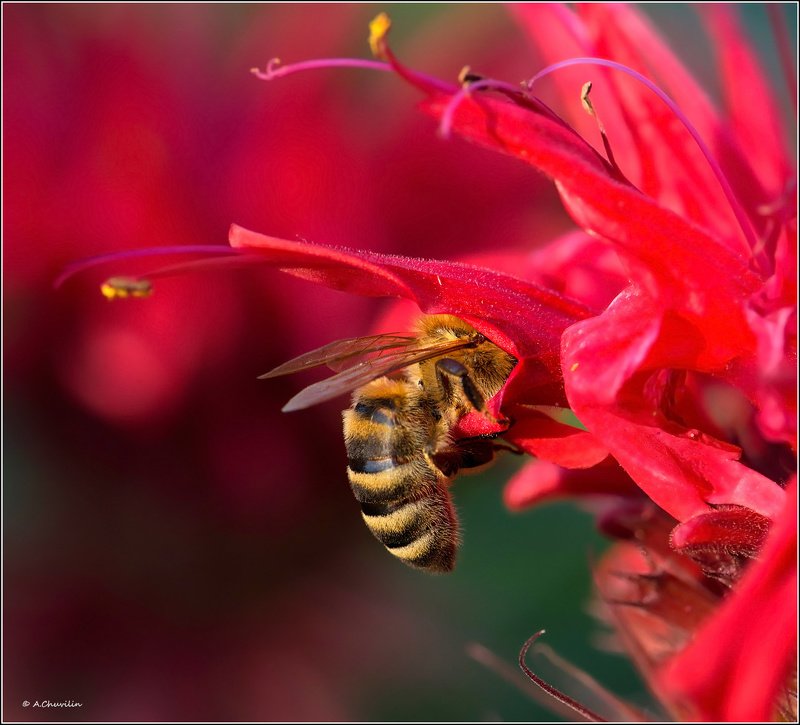 пчела,август,красные,тона В красных тонах фото превью