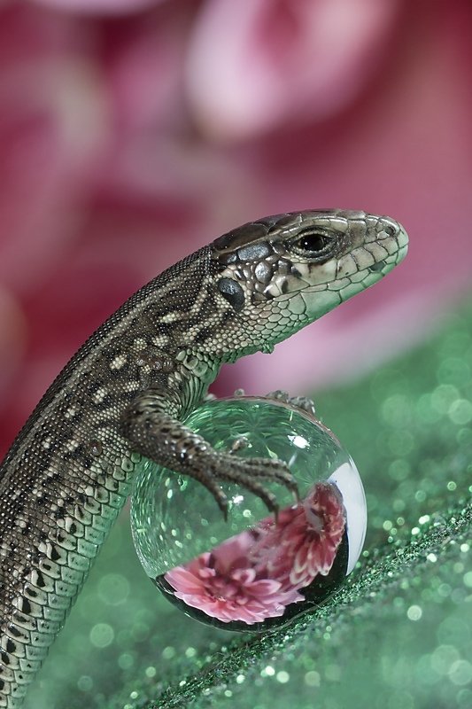 макро ,шар , ящерица , отражение ,macro ,боке Ящерица на шарике)photo preview