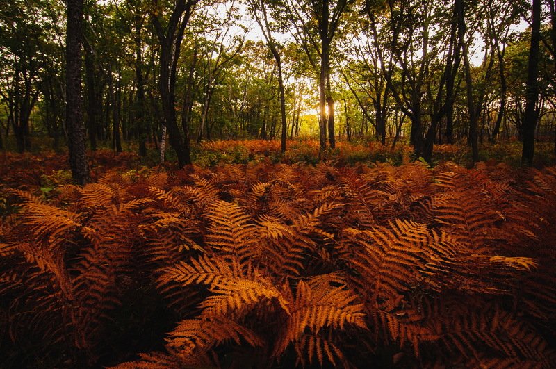 Папоротниковая осеньphoto preview