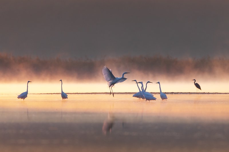 Misty flightphoto preview