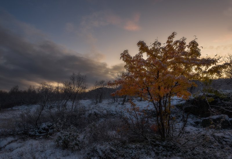 ...нет больше красок у осениphoto preview