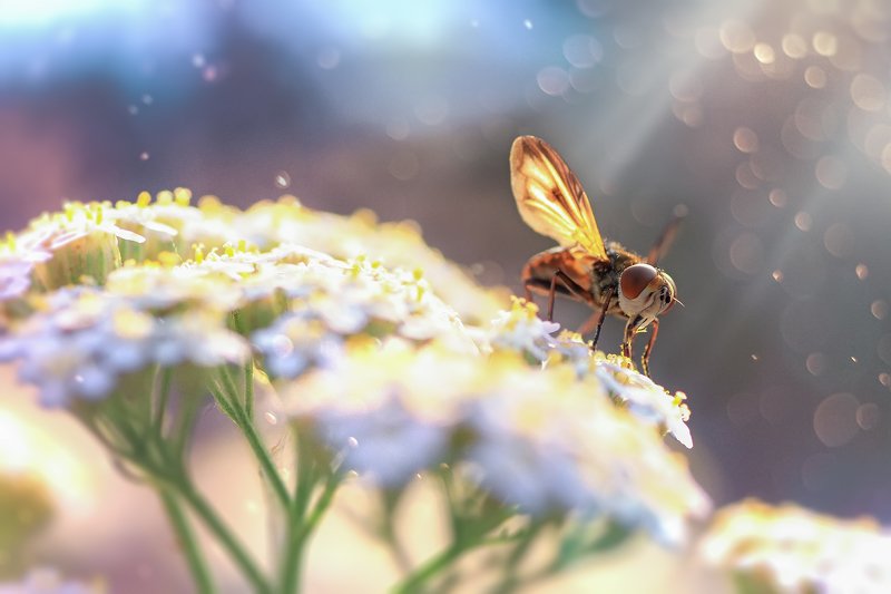 жук,лапы,глаза,свет,блик,солнце,песок ***photo preview