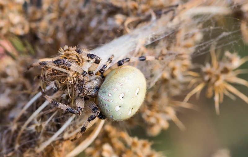 паук,лапы,вода,глаза,свет,блик,солнце маскировкаphoto preview