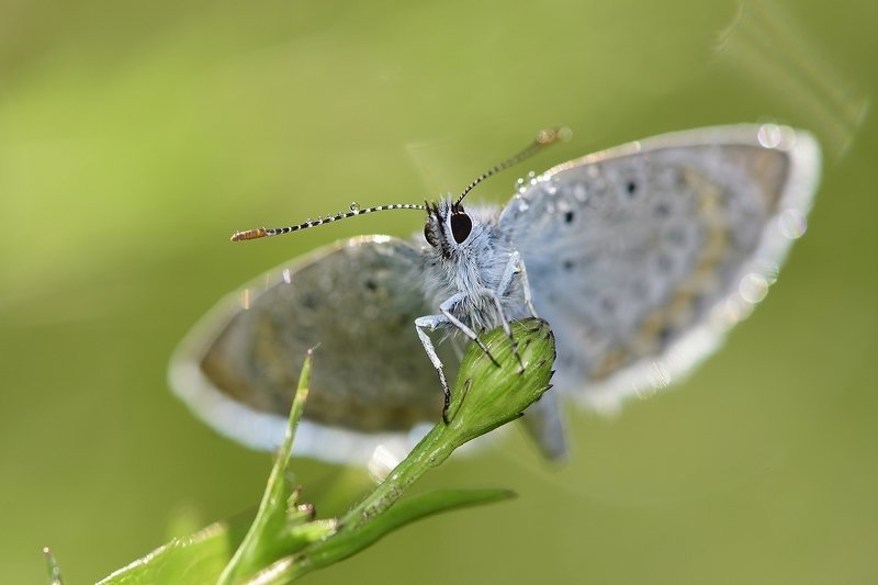 бабочка  butterfly бабочкаphoto preview