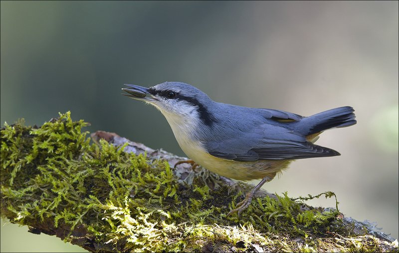 поползень Добытчик...photo preview