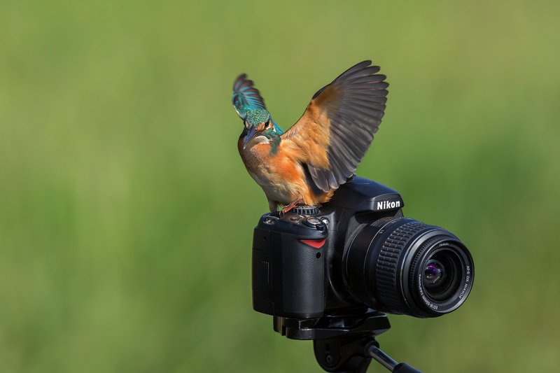 ПётрРогов,фотограф,орнитология,Израиль,фотоохота,canon5dmarkiii,canon600mmf4,birds,ornitology,nature,Israel,дикаяприрода,kingfisher,wildnature,Иерусалим,Jerusalem,wildnaturephotography,обыкновенныйзимородок,зимородок Зимородок обыкновенный photo preview