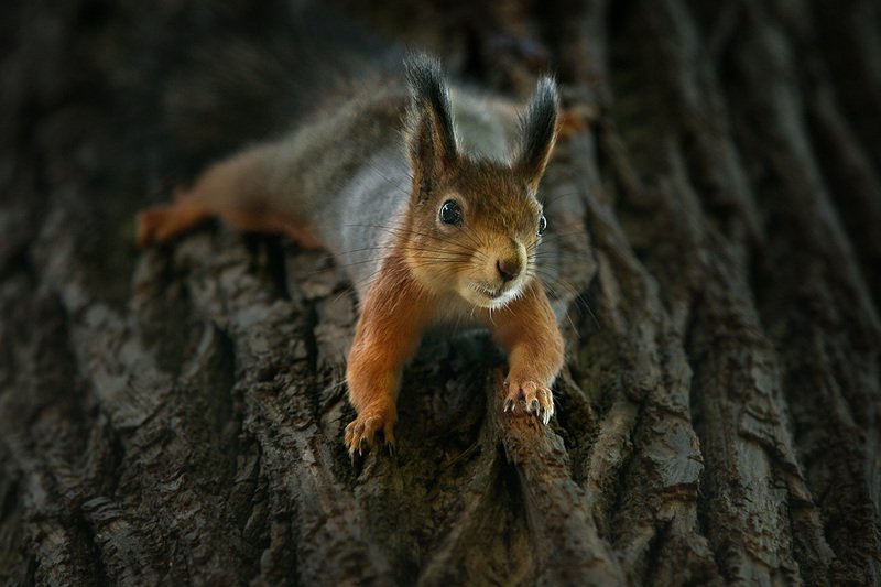 Про белокphoto preview