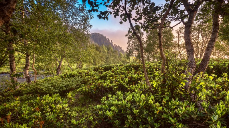 Утро рододендроновphoto preview