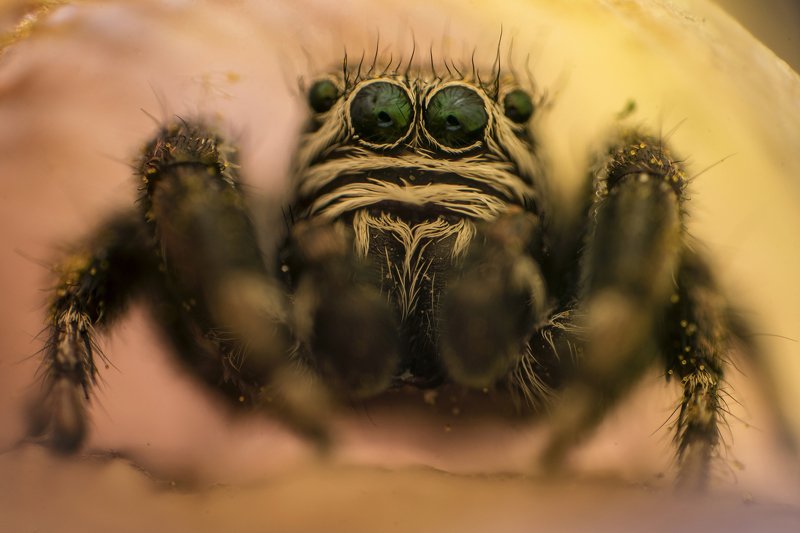 макро, природа, паук, животные Марсианинphoto preview