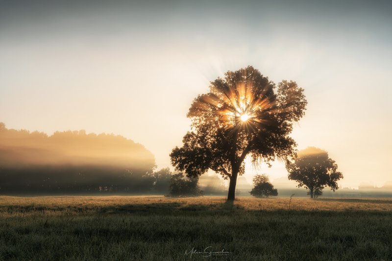 Fog, morning, tree, beams, light Morning Raysphoto preview