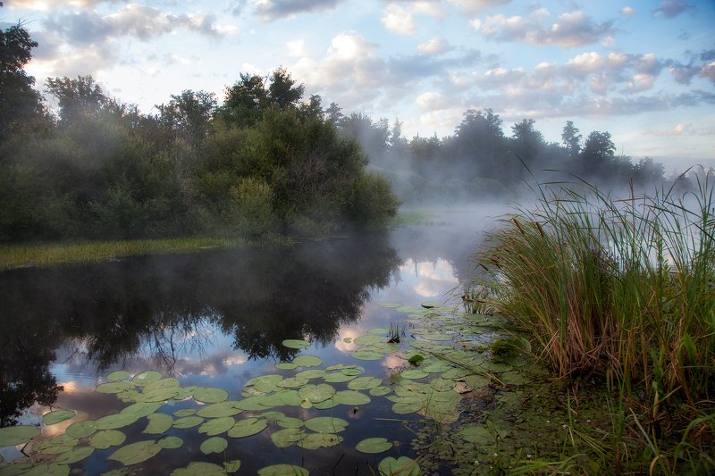пейзаж,река,облака,небо,отражение,туман,кувшинки Утро туманное. фото превью