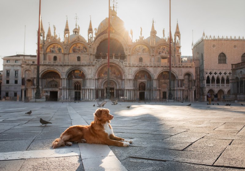 венеция, собака, город  На площади Сан Маркоphoto preview