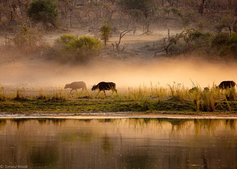 Buffalophoto preview