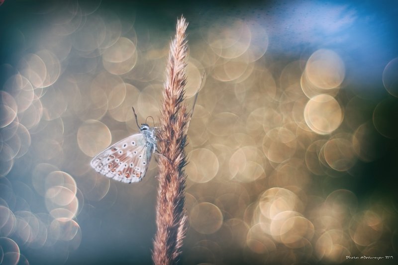 macro, nature, butterfly Ugly, Dirty, Old Iphoto preview