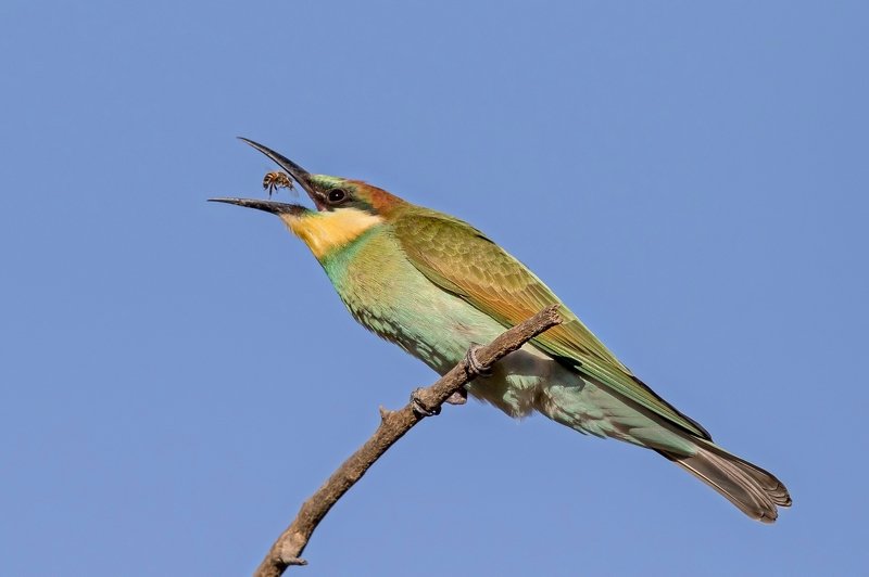 ПётрРогов,фотограф,дикаяприрода,динамика,птицы,орнитология,фотоохота,золотистаящурка,пчелоедка,canon5dmarkiii,canon600mmf4,birds,ornitology,dinamiс,wildnaturephotography,wildnature,Israel,Израиль,wildnaturephotography,wildnature Золотистая щурка photo preview