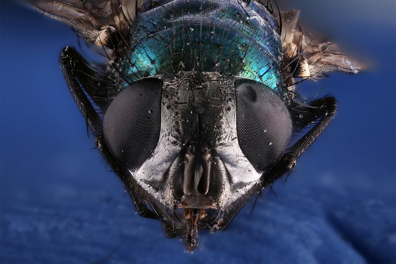 муха насекомое макро Мухаphoto preview