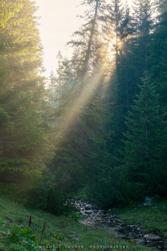 #fujixе1, #fujifilm, #ukraine, #nature, #природа, #карпатненько, #carpathians, #mountains, #flowers, #travelphotography, #landscapephotography, #landscapephoto, #phorographer, #naturephotography, #ukrainiantravelers, #springday, #naturelover, #adventure,  карпатненькоphoto preview