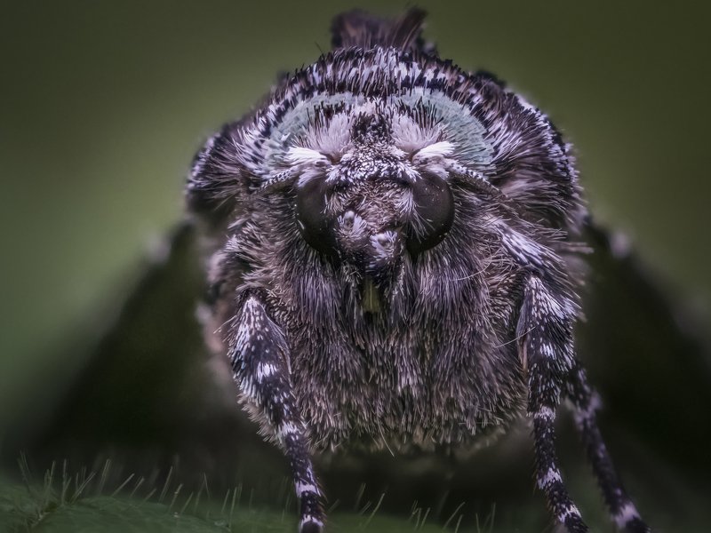 просто мотылёкphoto preview