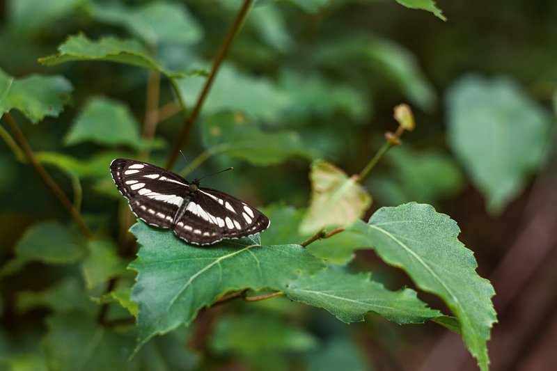 бабочка,лист,трава,солнце,крылья,свет,блик,цветок ***photo preview