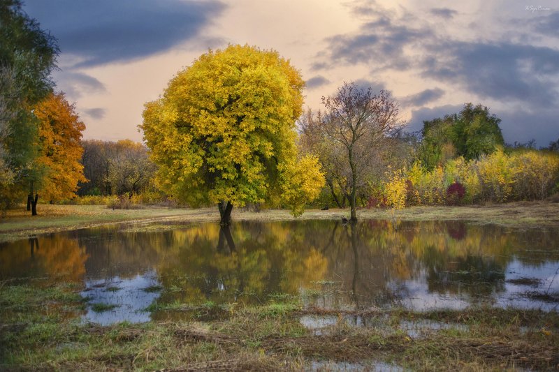 осень,вечер,парк Осеннее половодье ...photo preview