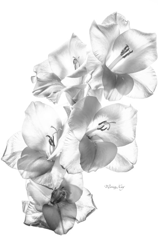 flower, black, white, wallpaper ...photo preview