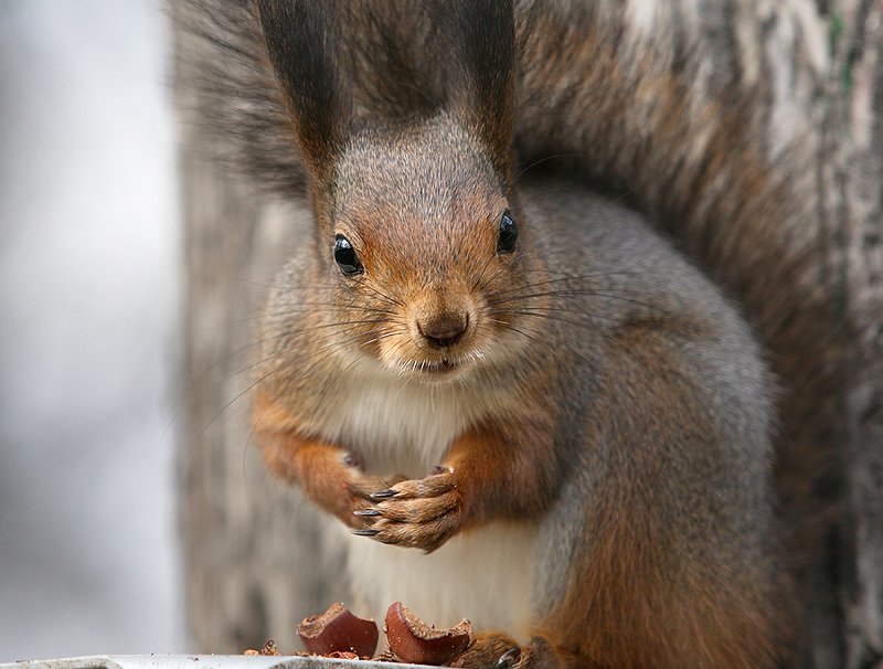 Про белокphoto preview