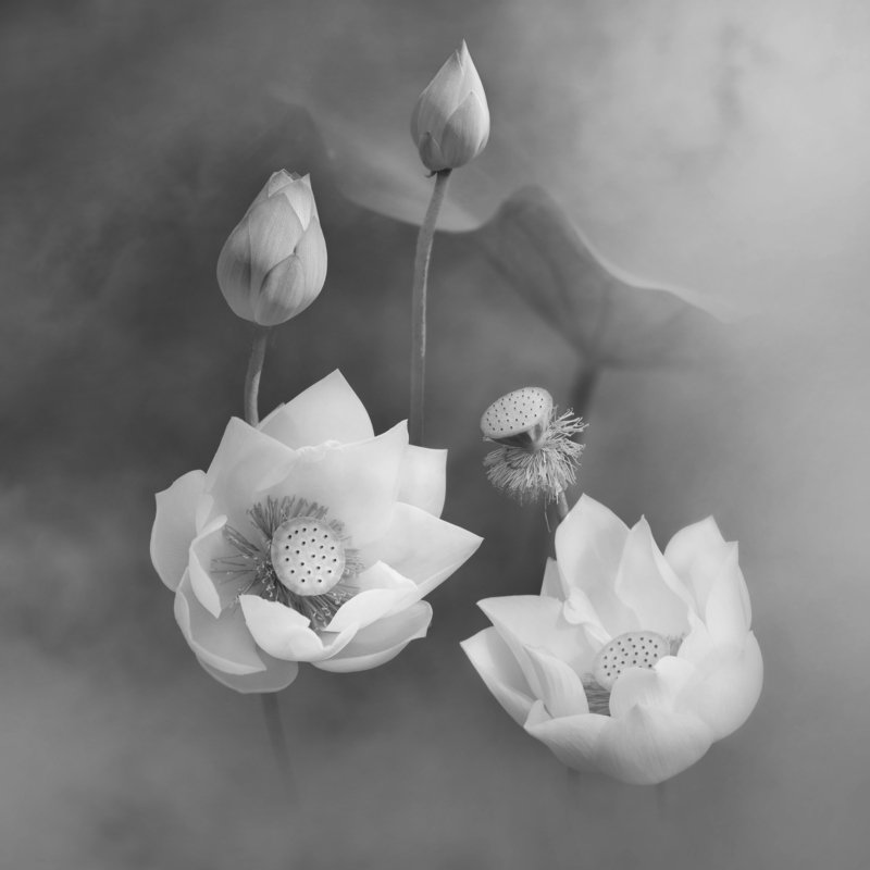 lotus, BW,  Lotusphoto preview
