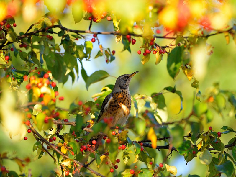 природа, фотоохота,  птицы, животные, осень Птицы нашего сада 3photo preview