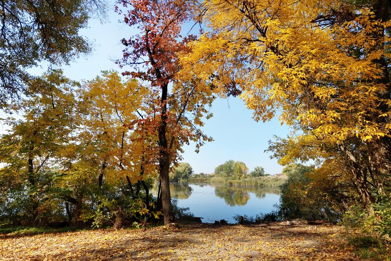 осень,дерево,листья,желтый,пейзаж,цвет,октябрь,природа ***photo preview