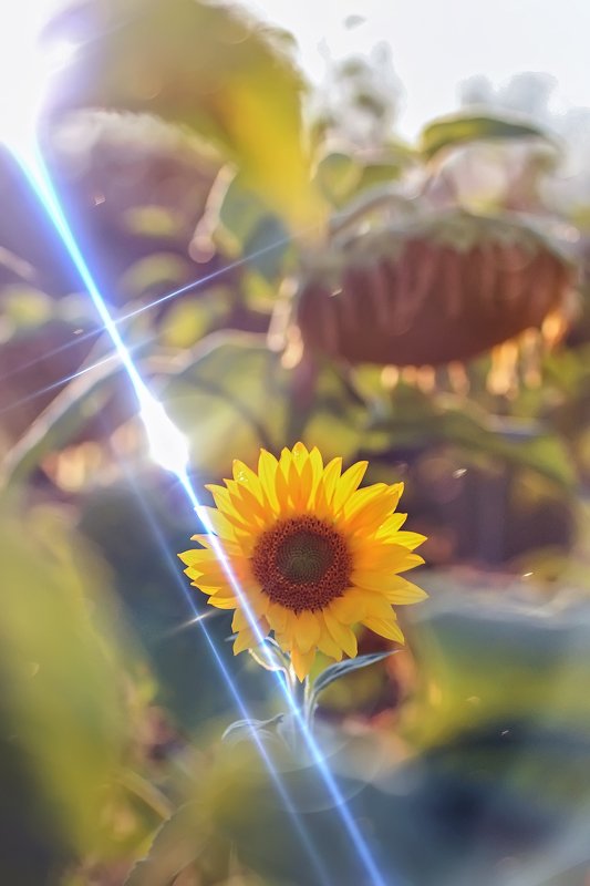 трава,свет,лес,деревья,облака,ветки,цветы,поле,небо photo preview