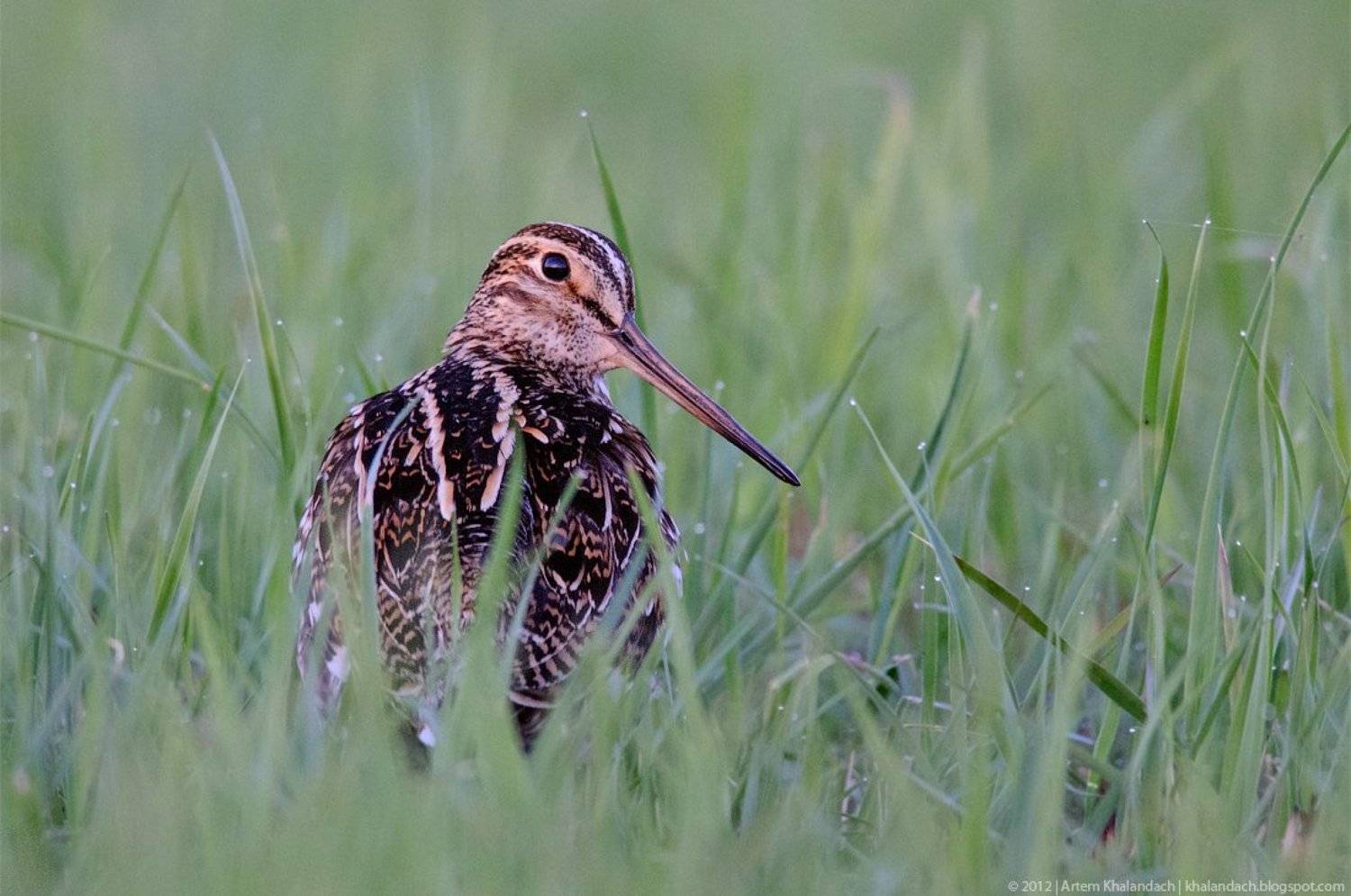 Дупель из полесья. Автор: Артем Халандач дупель, припять, полесье, Артем Халандач