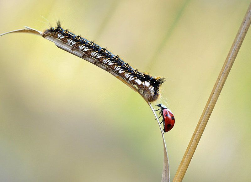 неожиданная встречаphoto preview