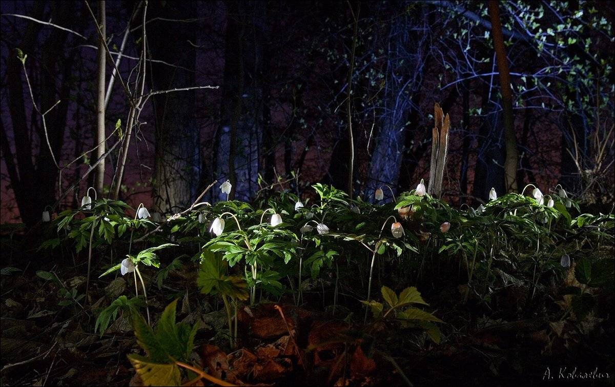 ***. Автор: Ковалевич А. ветреница, Ковалевич А.