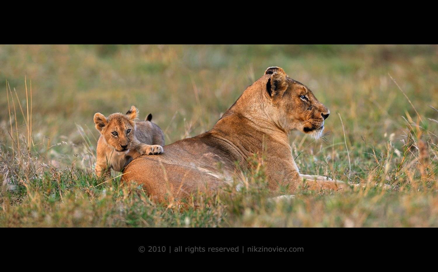 африка, саванна, львица, львенок, закат, николай зиновьев, Николай Зиновьев