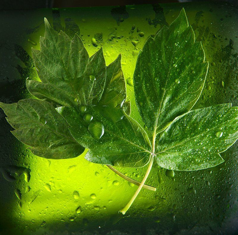 зеленный *photo preview