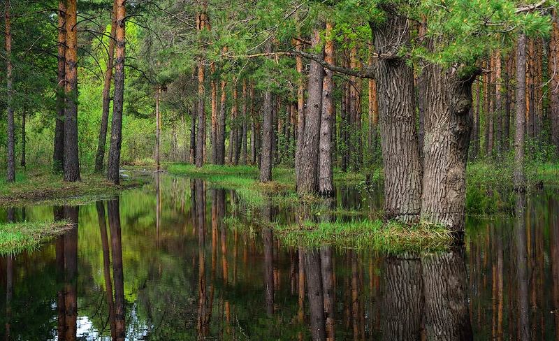 Весенняя Мещёраphoto preview