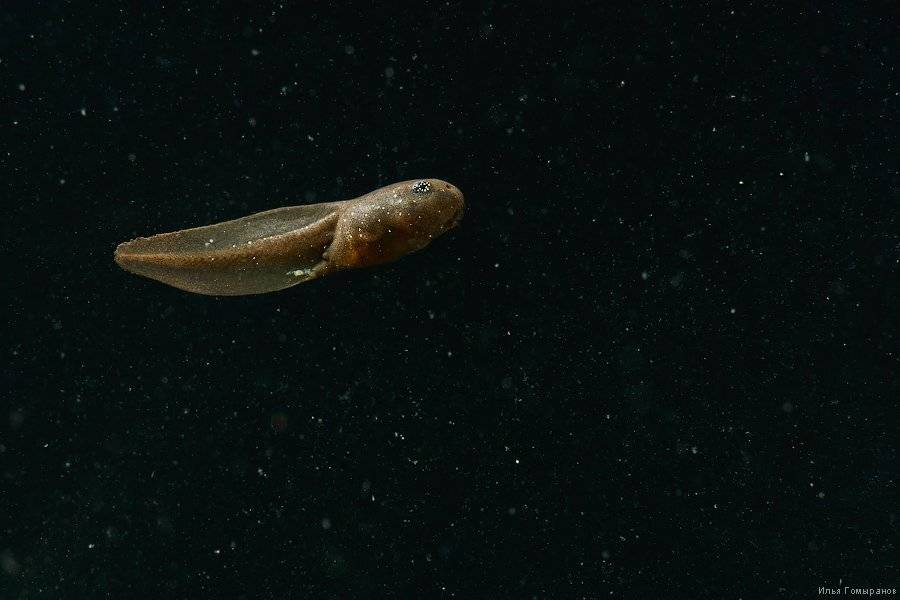 Дирижабль. Автор: Илья Гомыранов макро, животные, лягушки, природа, амфибии, Илья Гомыранов