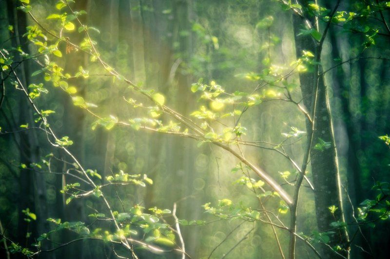 Весна идет...photo preview