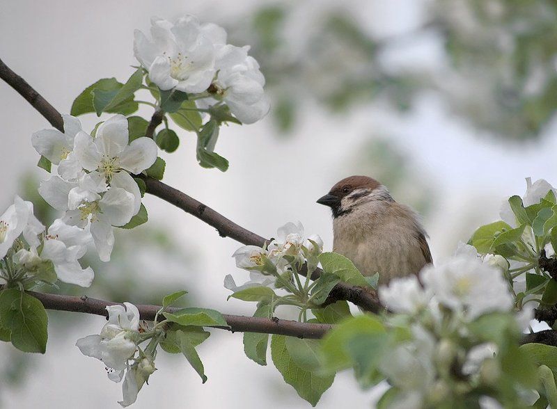 Яблоняphoto preview