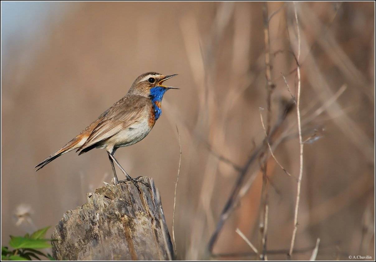 Певун. Автор: Александр Чувилин самец,варакушка,краснозвёздный,птица,певун, Александр Чувилин