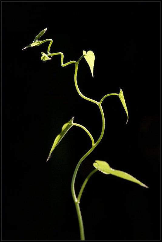 свет Философия света...photo preview