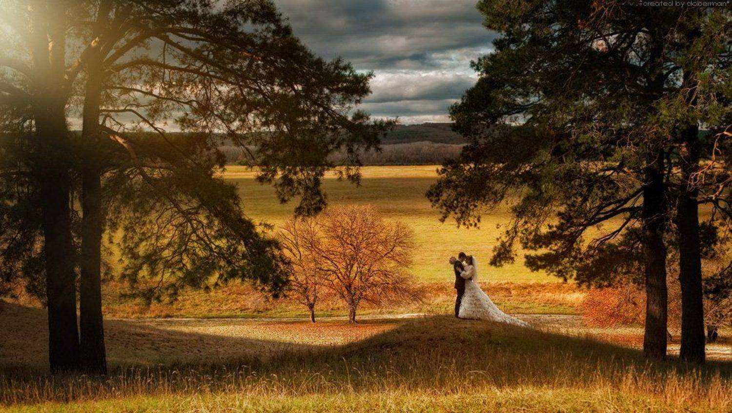 wedding. Автор: Денис Богомолов wedding, bride, forest, свадьба, лес, молодожены, сосны, Денис Богомолов