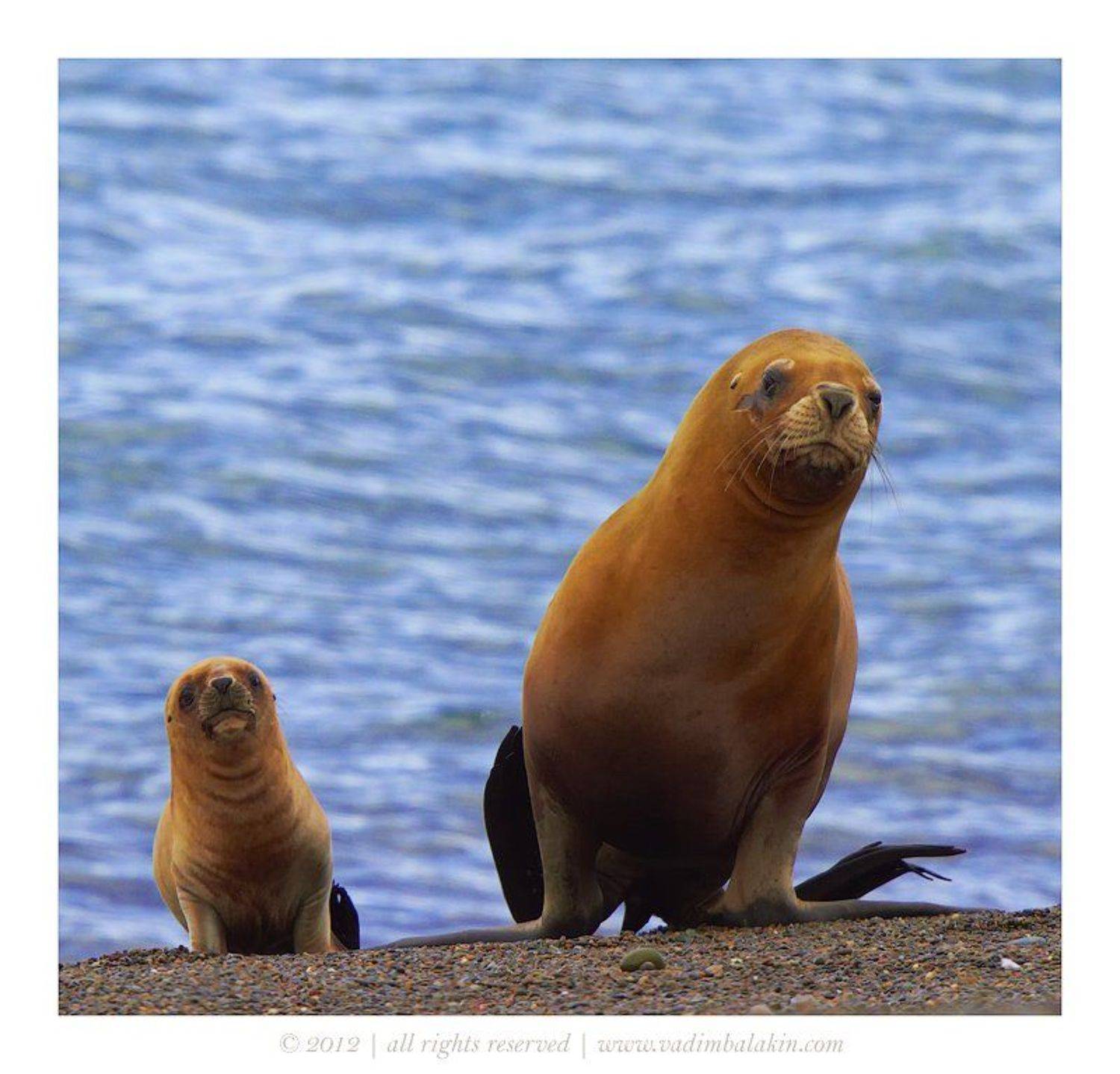 С мамой весело шагать.... Автор: Vadim Balakin , Vadim Balakin