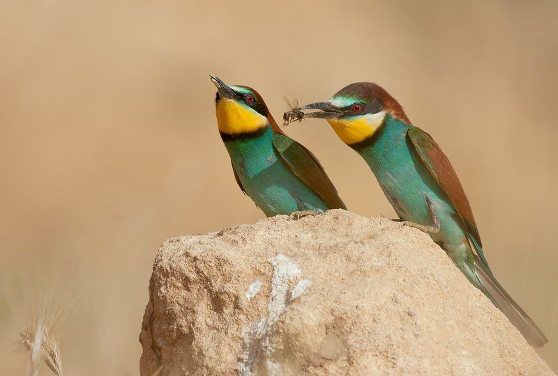 золотистая, щурка гостинец для любимойphoto preview