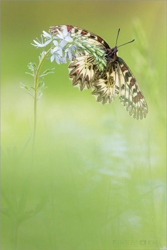 О поликсенеphoto preview