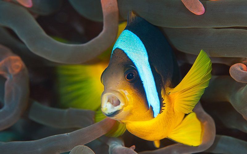 немо,актиния,nemo Зазевалсяphoto preview