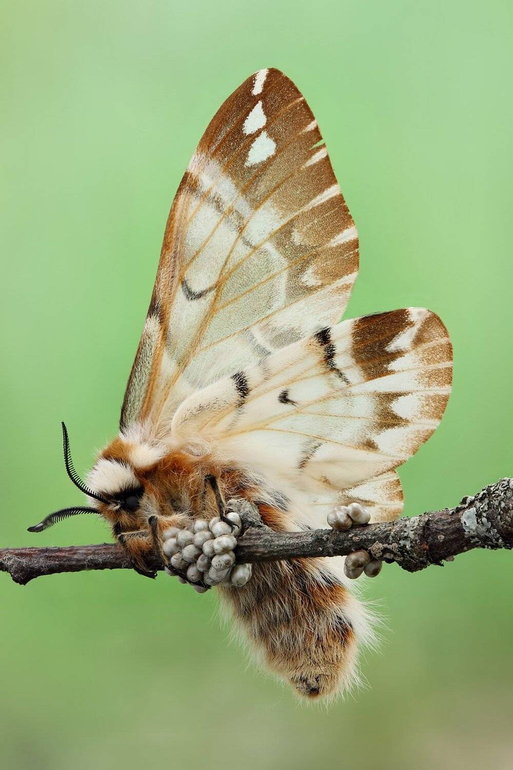 Наседка. Автор: Сергей Таланов , Сергей Таланов